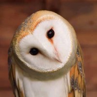 ☭🦉⛰️ (@owlappalachian) 's Twitter Profile