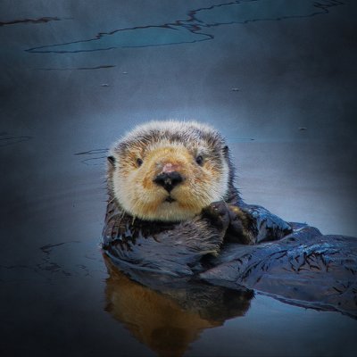 SeeLifeInsphoto's profile picture. Photographer and artist with the purpose of promoting a healthy & plastic free ocean through use of my art & photos.