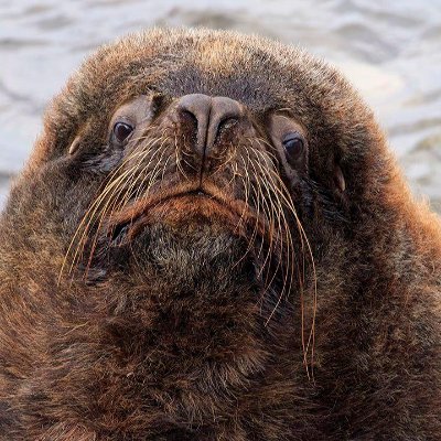 fur seal of approval (@250_hrs)