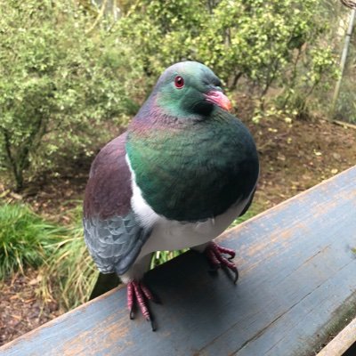 CorcraT's profile picture. 