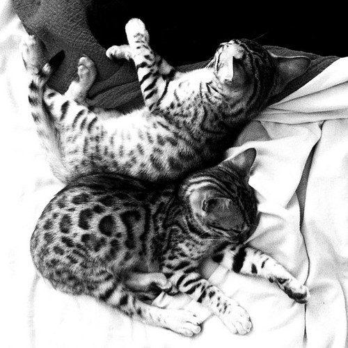 @leopardarau