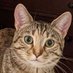 Eclectic Cat (@eclectic_felix) Twitter profile photo Eclectic Cat (@eclectic_felix) Twitter profile photo