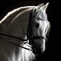 ﮼هاشميةالنسب♔ (@faten_3700) 's Twitter Profile Photo ﮼هاشميةالنسب♔ (@faten_3700) 's Twitter Profile Photo