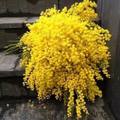 kabukirik's profile picture. 