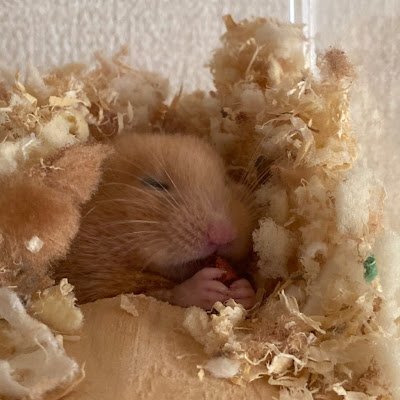 CAM40091468's profile picture. ハムスターと猫の有益情報、猫のグッときた画像や動画を発信中|ハムスター歴21年|猫のブル（名前）はR5/5月に生後1ヶ月くらいで拾って育ててます！