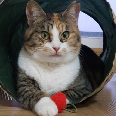 猫とレトロ好きの日常👩長崎市初の猫専用デザイナーズ単身メゾネットアパート他数棟、細々と20年...小さな大家しています
収益から毎月長崎市の地域猫へ餌を還元
TNRお手伝い経験少しあり
これまで長崎市で14匹の手術代半額負担