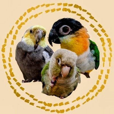 オカメインコ♂ «モフ» ウロコインコ♀ «コハク» ズグロシロハラインコ♀ «パルム» 主にЗ羽のことをPost𓅸 鳥YouTuberしてます➔ ｢コハモフパル Parrot Channel｣ ➔ https://t.co/i1rWYwlGds