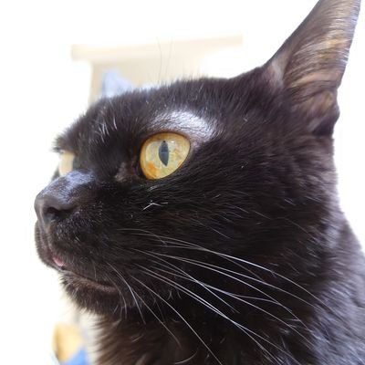 🌱だぁくすのうさんのプロフィール画像