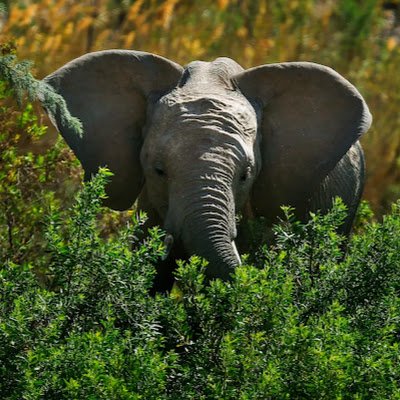 L'énergie de l'écureuil, la beauté de l'ornythorinque et l'élégante force de l'éléphant des forêts d'Afrique !