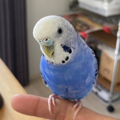 青いインコちゃんばかり飼ってきたのであおいんこぬし しあわせの青い鳥ちゃん： 初代シオン、二代目シエル 🐦(迷子)ペルちゃん水色パステルレインボー♂2022/4/11福岡市中央区大名で迷子になりました。保護情報お寄せください🙏