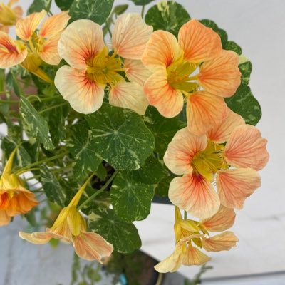 nomon_pl's profile picture. 초보 식집사