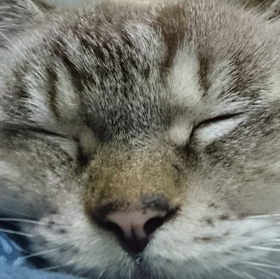 キクイタダキさんのプロフィール画像