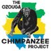 Ozougachimps (@ozougachimps) Twitter profile photo Ozougachimps (@ozougachimps) Twitter profile photo