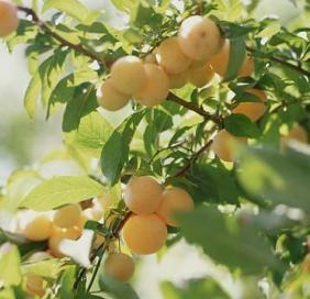 FruitTreeSeeds's profile picture. Fruit Tree Seeds, Fruit Seeds, Seeds Sale, you can use and see fruit seeds catalog