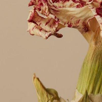 mieeehoooo1's profile picture. anime/雑多 覚書 腐　/おさななに狂ってる