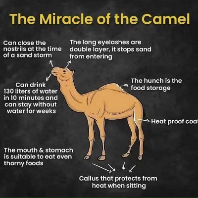 Al The Camel Profile