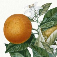 ﾈﾛﾘ🍊•᎑•🍊(@neroli_orchidee) 's Twitter Profile Photo