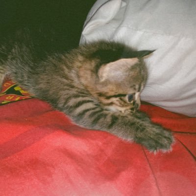 fajarmuh15's profile picture. Im not as nice as you expected