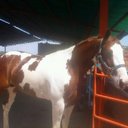 tomas camacho - @elchinocandanga - Twitter