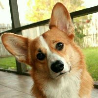 Corgien på Oslo Børs(@CorgiOSX) 's Twitter Profile Photo