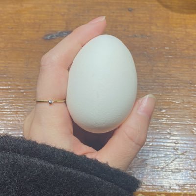 恐竜の卵🥚