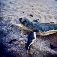 Broward County Sea Turtle Conservation Program (@browardcturtles) 's Twitter Profile