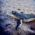 Broward County Sea Turtle Conservation Program (@browardcturtles) Twitter profile photo Broward County Sea Turtle Conservation Program (@browardcturtles) Twitter profile photo