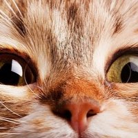 Mozart Kot (@kotmozart) 's Twitter Profile