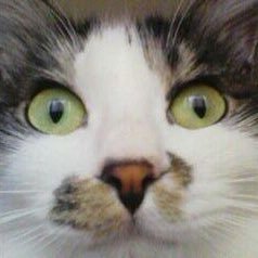 incidents1371's profile picture. とんでもねえ、待ってたんだ