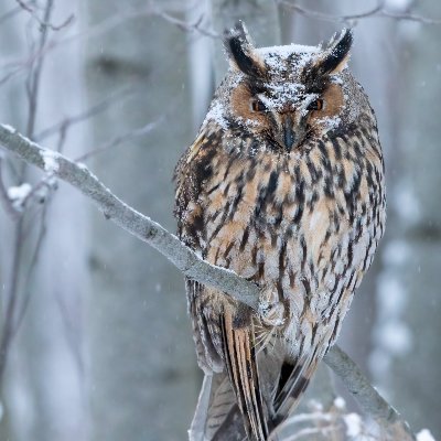 I have a passion for travelling and natures wonders.
Conservationist, avid nature and bird photographer from Finland. 
 https://t.co/mxsypg3hKK Fotogwp Pictures