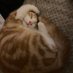 Ken the Cat ๐บ๐ฆ๐๐ป๐๐ (@kenthecat4) Twitter profile photo Ken the Cat ๐บ๐ฆ๐๐ป๐๐ (@kenthecat4) Twitter profile photo