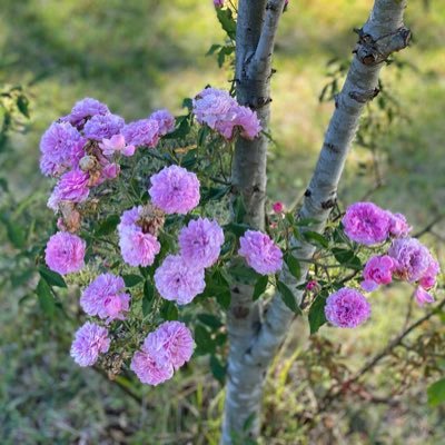 SuzanneKnows's profile picture. Love of country, love Jesus, pro life, conservative, sales professional, God and family time first. A hobby of gardening is my sweet escape. MAGA