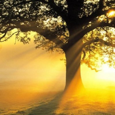 soulroooh's profile picture. ﮼