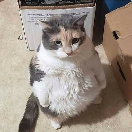 SazzHussain's profile picture. A fucking BADASS human being🤘