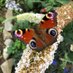 Susan Andrew-Bruce (@suseandrewbruce) Twitter profile photo Susan Andrew-Bruce (@suseandrewbruce) Twitter profile photo