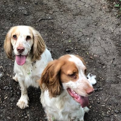 We are brother and sister, very energetic love chasing squirrels but love a snuggle and food!