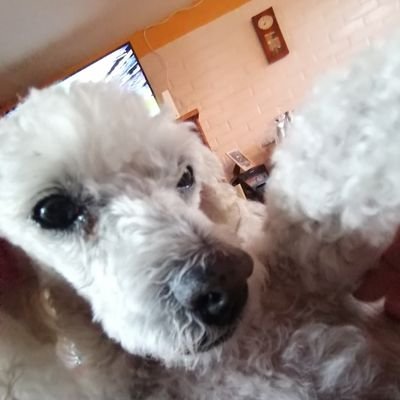 Evidentemente no soy el de la foto (es mi perro que se tomó selfie)
No confundir con el encantador de perros (solo alcance de nombre)
Hueón hasta por ahí no más