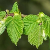 Dosbarth Collen (@dosbarthcollen) 's Twitter Profile