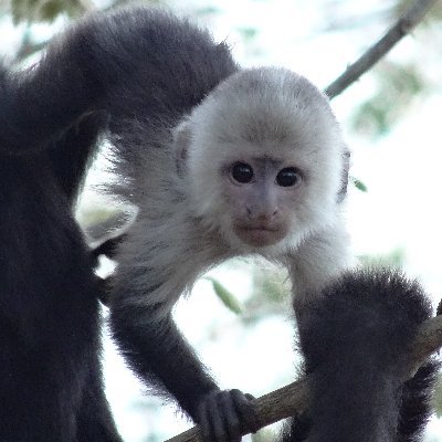 The Wild Capuchin Foundation | Lomas Barbudal Monkey Project | Over 30 years of longitudinal animal behavior research and outreach