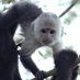 Wild Capuchin Foundation (@wildcapuchin) Twitter profile photo Wild Capuchin Foundation (@wildcapuchin) Twitter profile photo