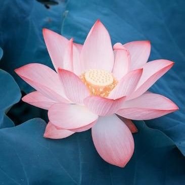 Lotus Blossoms