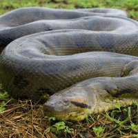 9.5inch Monster Dick (@hornslam) 's Twitter Profile