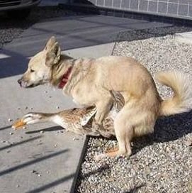 DerkFerk's profile picture. There is no freedom without freedom of speech.

Pronouns (Pendulous/Testicles)