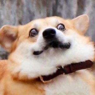 premier chien à avoir mis les pâtes en challenger, et à avoir baisé ta mère la chienne éventuellement.