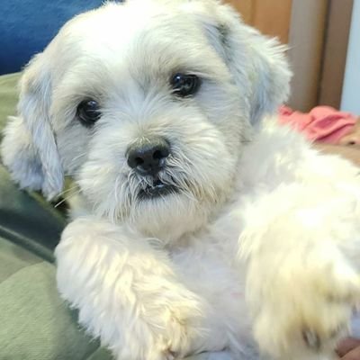 cryptodad0X's profile picture. analysis on lowcap gems., T.A of bitcoin, #defi #gaming #web3