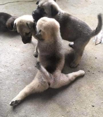 ItsMeChai08's profile picture. 32▪️North Central Luzon▪️Introvert▪️Bipolar ▪️ Thalassophobia ▪️Earth 🌏 Dragon 🐉