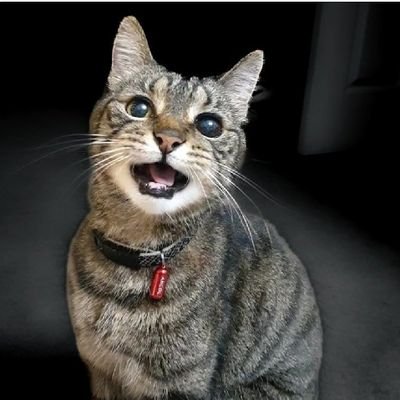 I iz cheeky senior rescue cat with da BIGGEST smile! I iz very talkative & haz lots of chats wiv my 3 hoomans.  Got my #fureverhome 15 yrs ago 💗 #AdoptDontShop