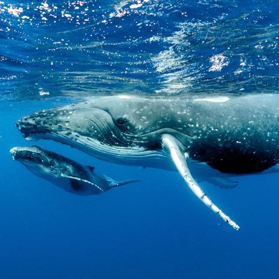 We’re fighting for U.S. action to restore ocean habitats and protect coastal communities. 🐋🌍 #BlueNewDeal