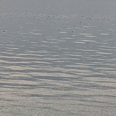 flightstohell's profile picture. 