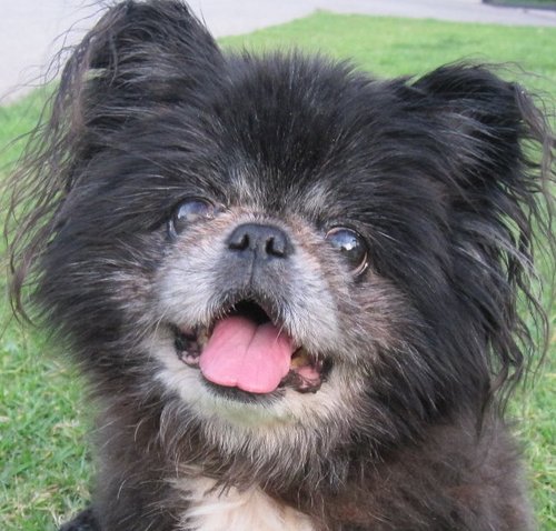 Derek is the best advertisement for rescue dogs! He's an original :) A Pekingese mix, rescue from LA. INSTAGRAM: @Derek_the_Dog